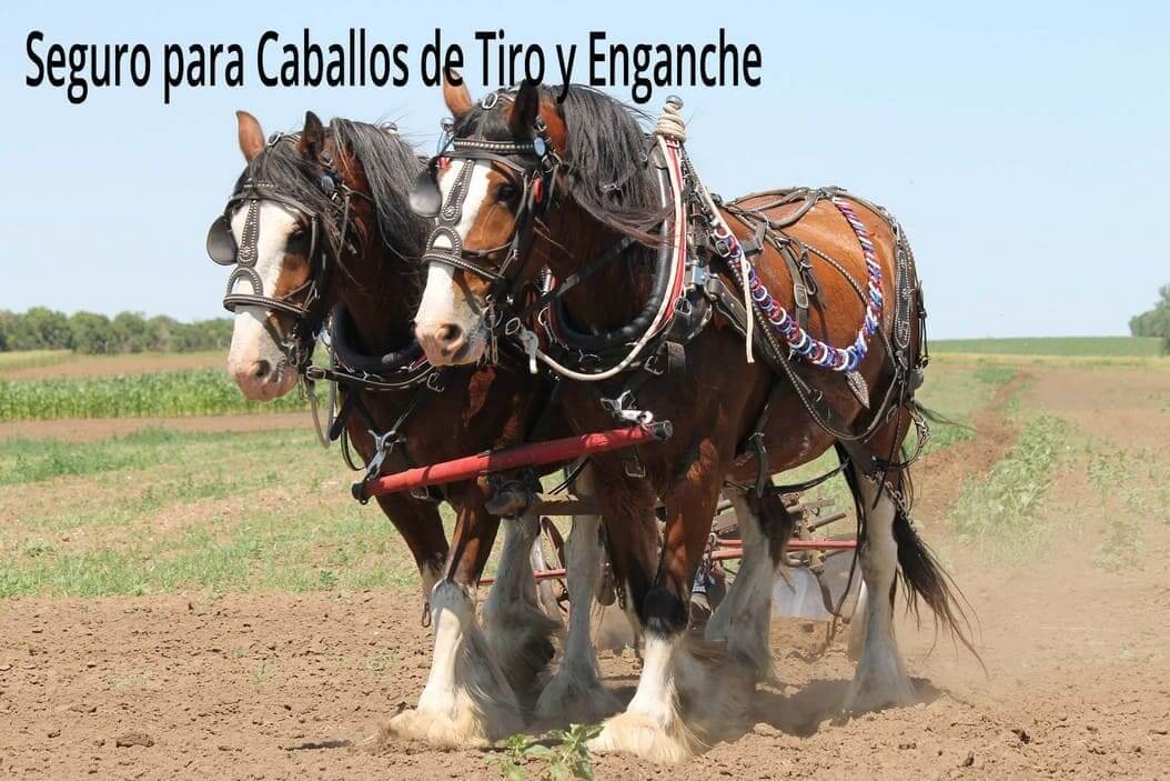 seguros-caballos-tiro-enganche